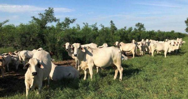 Singapur jako brána na jiné asijské jihovýchodní trhy pro paraguayské maso 1 Singapur jako brána na jiné asijské jihovýchodní trhy pro paraguayské maso - Mercopress