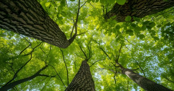 Paraguay očekává více než 1 miliardu USD v investicích od Singapuru do uhlíkových kreditů